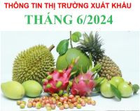 THÔNG TIN TÌNH HÌNH XUẤT KHẨU THÁNG 6 NĂM 2024