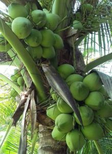 Dừa ( xã Phước Thạnh, thành phố Mỹ Tho)